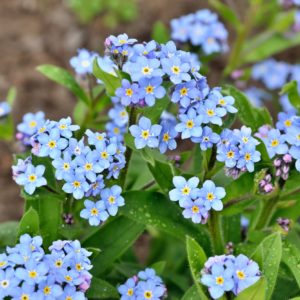 Carte à planter - Sincères condoléances - Des mots qui fleurissent